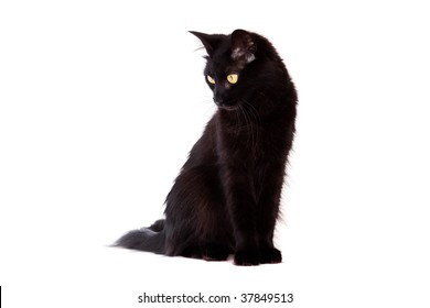 Black Cat With Long Hair Looking Down Isolated On White Background