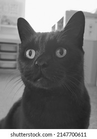 Black cat looking at camera