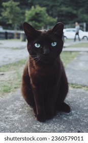 Black cat looking at camera