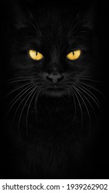 Black Cat looking at the camera, Close-up cat portrait. fiery glance.