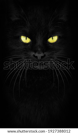 Black Cat looking at the camera, Close-up cat portrait. fiery glance.