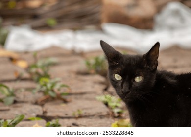 black cat looking forward in close up