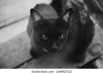 Black cat are looking into camera.