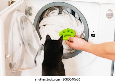 Black Cat Looking At Laundry Machine With Green Rubber Pet Hair Remover. Washing Machine. Clothes Viscous Material. Grab. Human. Owner