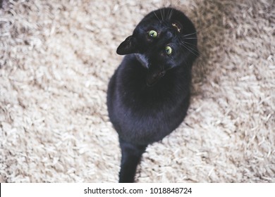 Black Cat Looking Up On White Carpet And Show His Teeth. Top View.