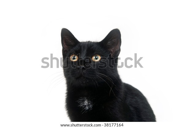 Black Cat Looking On White Background Stock Photo (Edit Now) 38177164