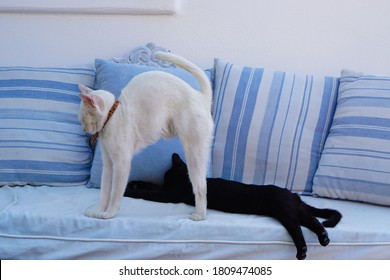 Black Cat Lounging And White Cat Stretching On A Couch