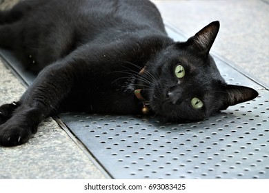 Black cat is lying