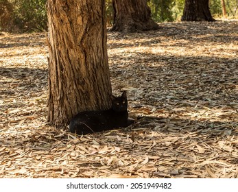 Black Cat Lying Beside Tree Trunk On Eucalypt Forest Floor  