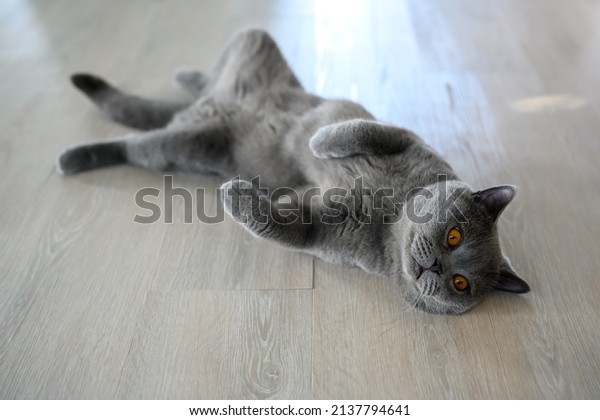Black cat lying on its back, young cat sleeping with\
legs spread open, lying in a funny and revealing position. British\
Shorthair Blue color supine on the wooden floor in the house, Top\
view