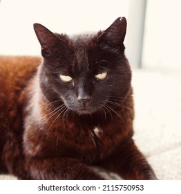 A Black Cat Is Lying On The Floor. Her Ear Has A Cut. The Photo Is Close Up, So You See The Cat And Her Yellow Eyes Very Detailed. The Cat Seems Relaxed But Also Focused 