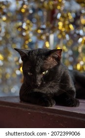 Black cat lying on old wooden table and golden and silver bells background.