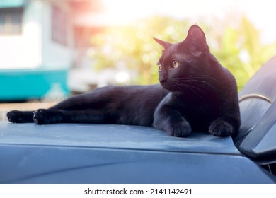 Black Cat Lying On The Roof Of A Car