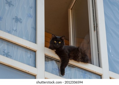 A black cat is lying on the window. This cat's life is very good - Powered by Shutterstock