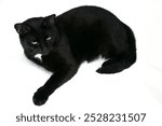 The black cat is lying with its paws up, its belly is open. Isolated on a white background.