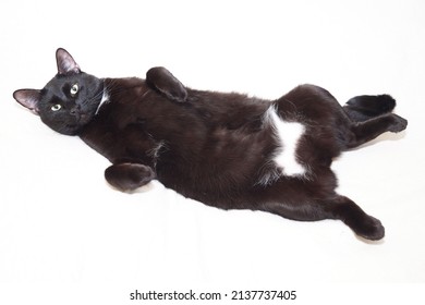 The Black Cat Is Lying With Its Paws Up, Its Belly Is Open. Isolated On A White Background.