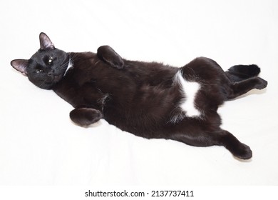 The Black Cat Is Lying With Its Paws Up, Its Belly Is Open. Isolated On A White Background.