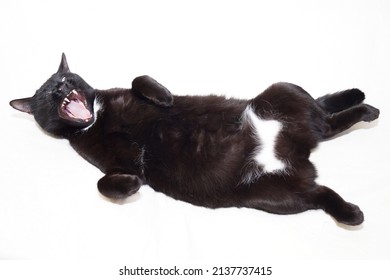 The Black Cat Is Lying With Its Paws Up, Its Belly Is Open. He Yawns With His Mouth Wide Open. Isolated On A White Background.