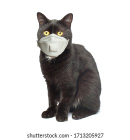 Black Cat In Medical Face Mask Isolated On White