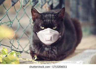 Black Cat In Medical Face Mask Outdoors