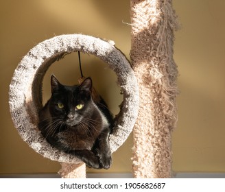 Photo De Stock Chat Noir Avec Une Douce Pellicule Shutterstock