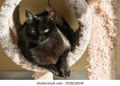 Black Cat Mild Dandruff Sitting Perch Stock Photo 1918218149 | Shutterstock