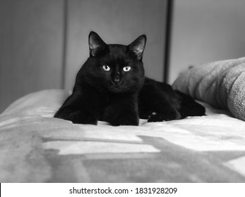 Black Cat (mr Peanut Butter)