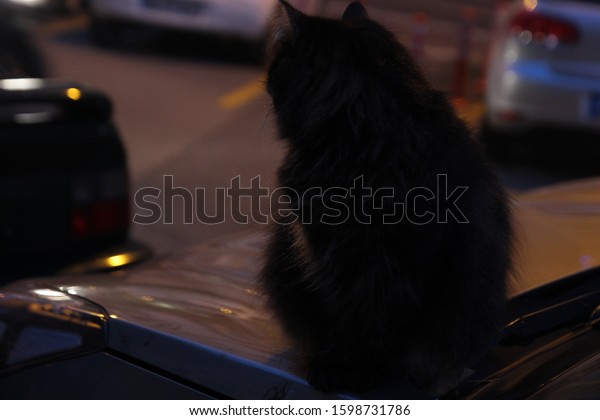 black cat at night on the\
car