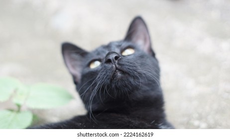 Black Cat Nose Laying On The Ground.