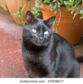 Black Cat Old District Cannes Stock Photo (Edit Now) 193938677