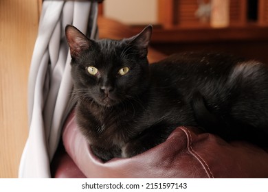 Black Cat On Back Of Maroon Couch