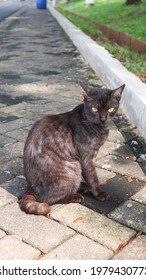 A Black Cat On A Block Brick Glares At The Camera