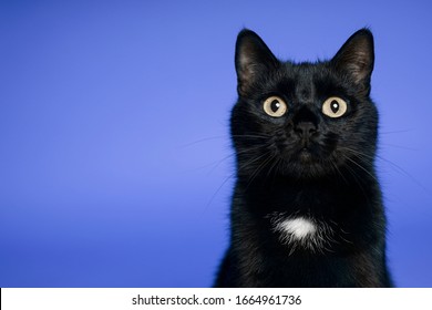 Black cat on blue background. Friday the 13th