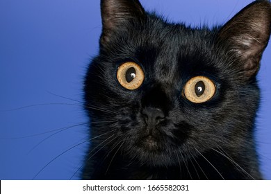 439 Happy friday the 13th Images, Stock Photos & Vectors | Shutterstock