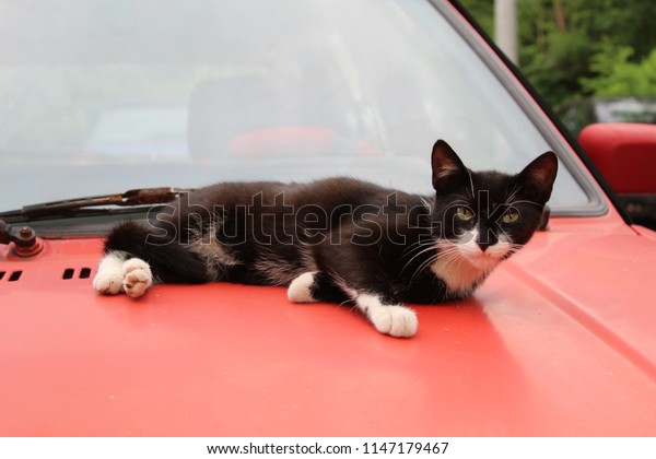 black cat on\
car