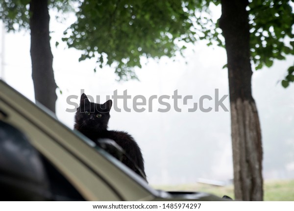 Black cat on a car hood on an early foggy\
morning, close-up