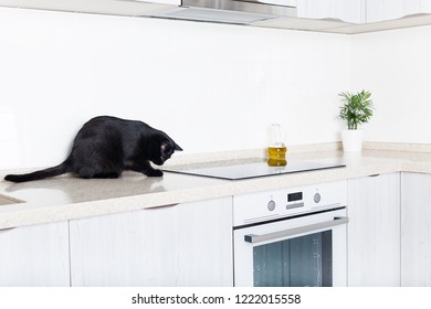 Black Cat On Clean Countertop At White Kitchen Interior, Pet Sitting On Table, No People. Medicine Parasite Health Concept