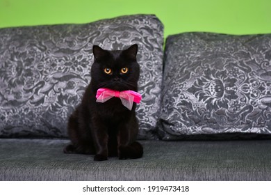 Black Cat On The Couch At Home. A Cat With A Bow Tie Around Its Neck Sits Up Straight And Looks At You.