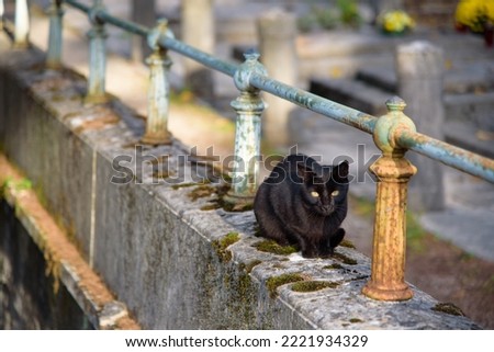 Black cat on the graveyard fence