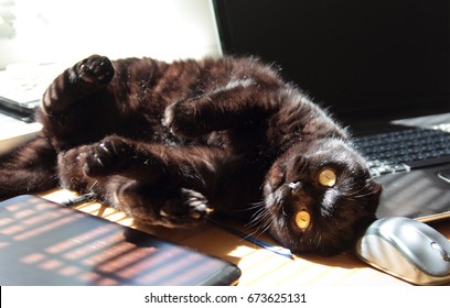 Black Cat On Lying On Table With Laptop