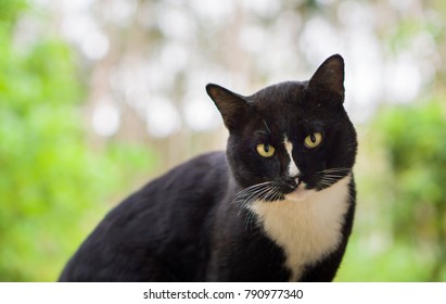 283,664 Funny Black Cat Images, Stock Photos & Vectors 