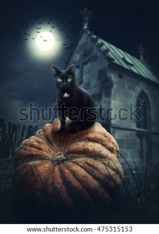 Black cat on a pumpkin
