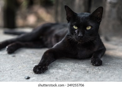 A Black Cat On Street