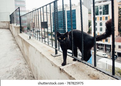 Black Cat On The Street In Istanbul