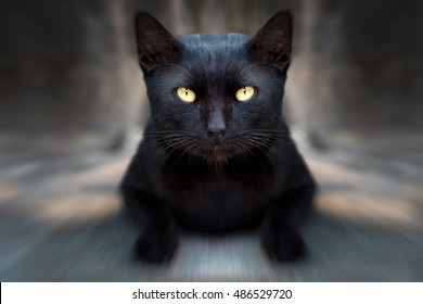 A Black Cat On Street With Zoom Filter Effect