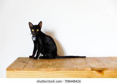 Black cat on the table