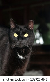 Black Cat On A Tiki Bar