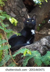 Black Cat On The Tree