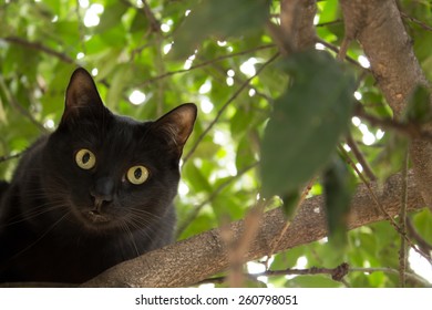 Black Cat On Tree