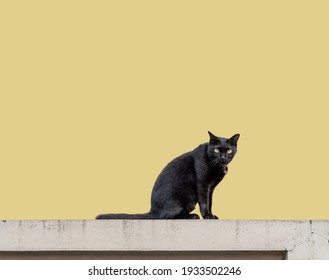 黒い子ネコ の画像 写真素材 ベクター画像 Shutterstock